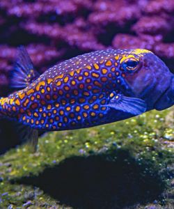 fish